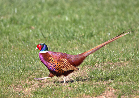 Male pheasant in a field strutting in the sunshine