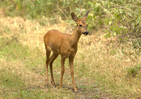Wild roe deer fawn on path in summerの写真素材