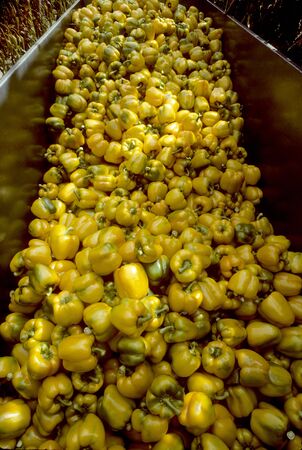 Harvesting bin of yellow bell peppers in Hollandの写真素材