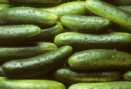 A pile of fresh cucumbers lying horizontally with drops of waterの写真素材