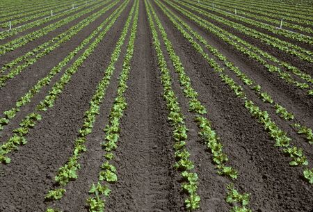 Rows of young lettuce in a fieldの写真素材