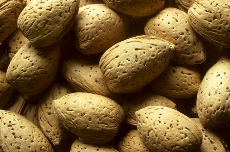Almond tree nuts fill the frame closeupの写真素材