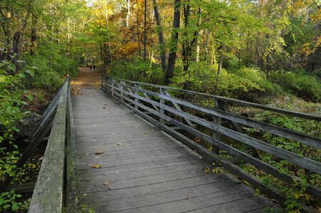 A foot bridge in the forestの写真素材