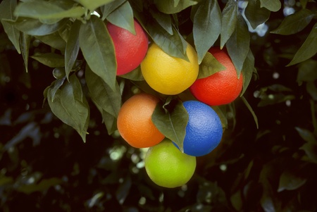 bunch of multicolored oranges hanging on a tree in a grove. Colors include , blue, green, orange, red, purple and yellow.の写真素材