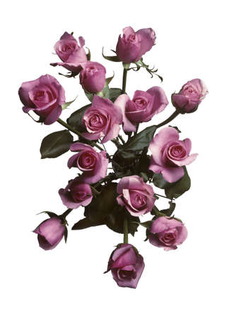 Overhead view of a bouquet of pink roses against white の写真素材