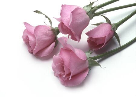Four pink roses lying on a white backgroundの写真素材