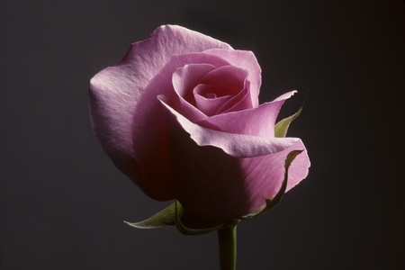 Closeup of a pink rose against a dark gray backgroundの写真素材