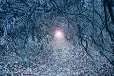 Surreal arch-like trees in a muted grayish dreamlike woodsの写真素材