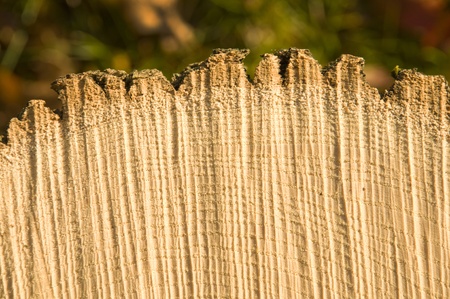 Cross-section of a cut tree trunk in sunlight