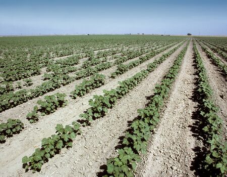Rows of young cotton plants in the San Joaquin Valley in California, USAの写真素材