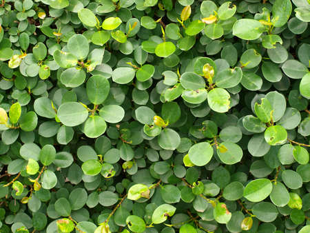 a cluster of green circular leaves の写真素材