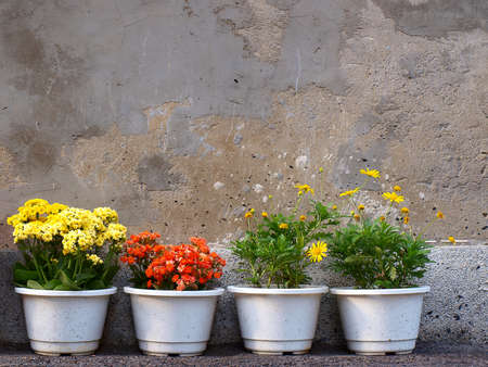 beautiful flower of four pots  の写真素材