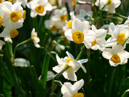 narcissus flower and leaves  の写真素材