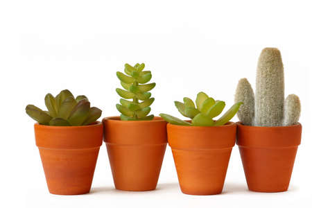 Pots of cactuses on white background の写真素材