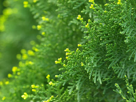 Green cypress tree, macroの写真素材