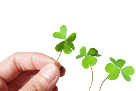 Male hand holding a clover on white background