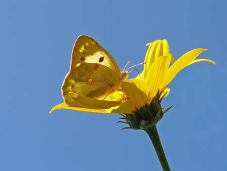 yellow butterfly gathering nectar の写真素材