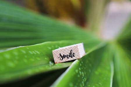 Palm leaf with raindrops. Woden cube with word SMILE on palm leaf.の写真素材