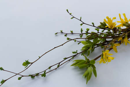 Spring bouquet of twigs with buds, first leaves and flowers.