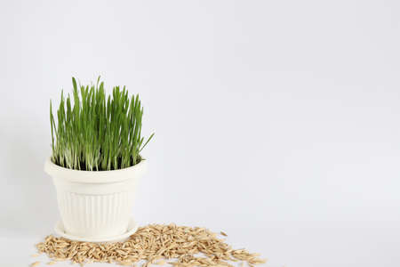Sprouts in a pot with oat grains around it. On a white background. Copy space.の写真素材