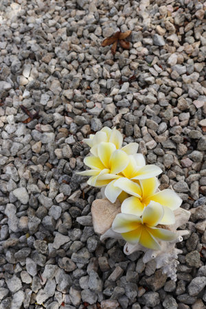 Bouquet of tropical flowers in big seashell on gravel background.の写真素材