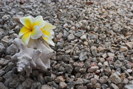 Garden path from pebble with seashell and tropical flowers on it.の写真素材