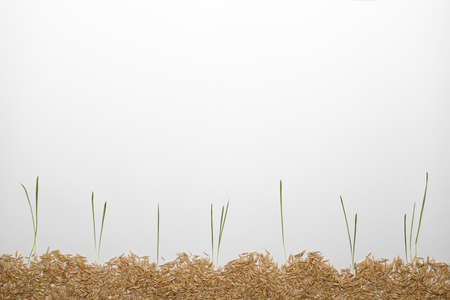 Oat sprouts on the ground made of grains. On white background, copy space.の写真素材