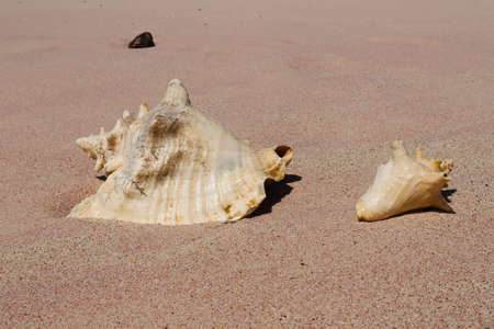 Shells on the beach. Pink Caribbean sand