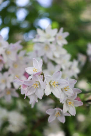 A branch of tender white bellflowers in a park.の写真素材