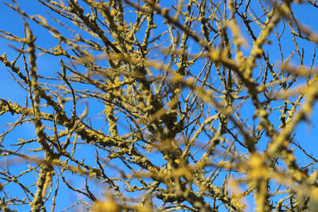 Yellow moss and fungus parasite on a tree branches.