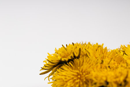 Kulbaba flowers. Wild bright yellow flowers on a white background.