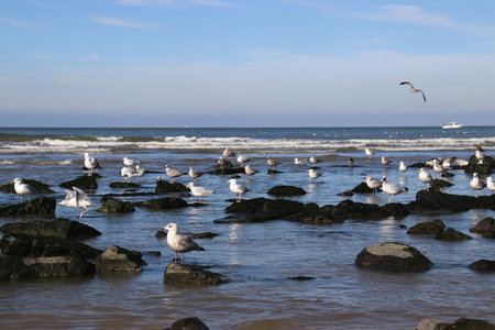 Seagulls sitting on beach rocks. Seagulls flying over the sea.の写真素材