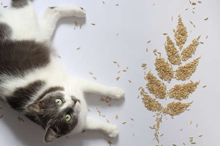 Cat with a spikelet made of grains. Concept of healthy cat.の写真素材