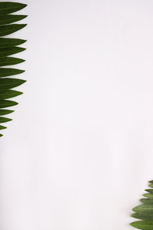 Fresh leaves. Frame from tropical leaves. Copy space.