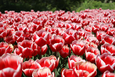 Floral background. Red and white tulips field in bloom.の写真素材