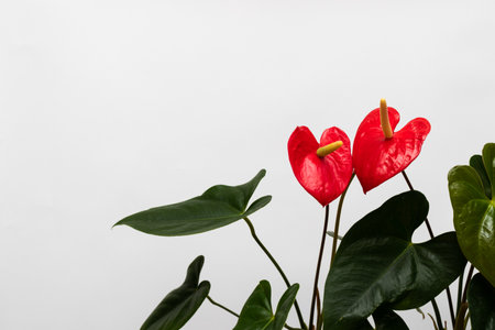 Anthurium flowers in blossom. On a white background with copy space.の写真素材
