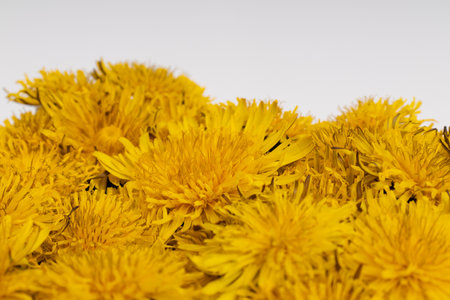 Dandelion flowers closeup. Bright yellow flowers on a white.