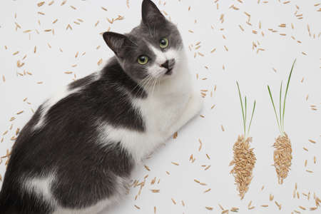 Cat with grains and sprouts. Concept of healthy food for cats.の写真素材