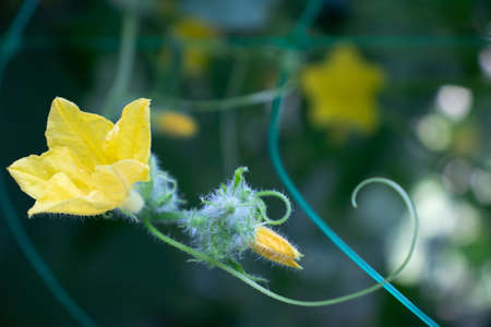 Cucumber flowers in a greenhouse with a gardening mesh.