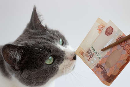 Portrait of cat sniffing Russian 5000 banknotes. Russian money.の写真素材