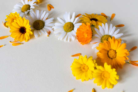 Daisy and calendula flowers frame. Summer bright flowers.の写真素材