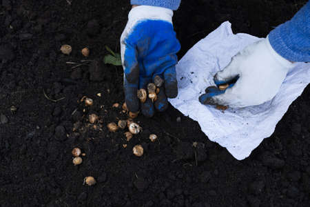 Hands in gloves holding flower bulb on a black soil background. Planting flowersの写真素材