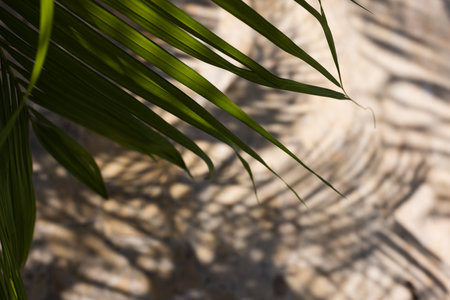 Shadow of palm leaves on a beige floor from stones background. Tropical leaves. Selective focus,...
