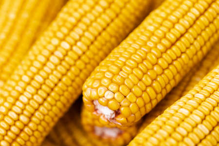 Dry yellow corn cob closeup. Agriculture, farming concept. Selective focusの写真素材