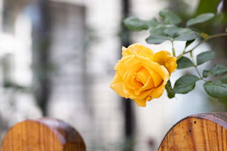 Yellow rose blooming in the garden near wooden fence. Selective focus.の写真素材