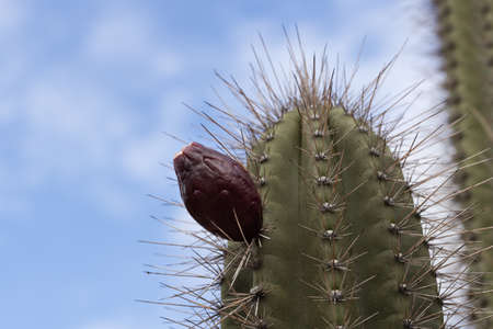 Cactus fruit grows on a cactus, on the blue sky background. Closeup.の写真素材