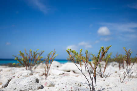 Small green plants in front of a beautiful blue beach with blurry backgroundの写真素材