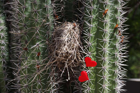 Bird nest between big cactuses with two red hearts near it.の写真素材