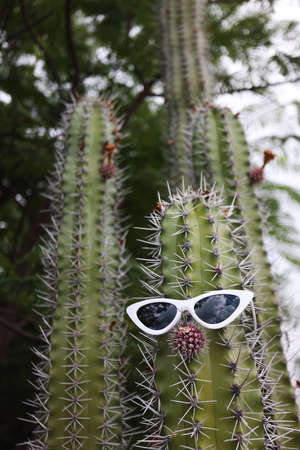 Fun big cactus with nose and the sunglasses. Selective focus.の写真素材