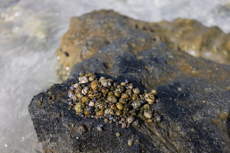 Shellfish on the rocks.It is a sea creature that attaches itself to a rock.の写真素材